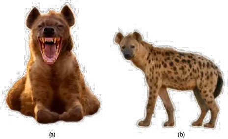 Hyena Png Free Download Spotted Hyena Hyena Png