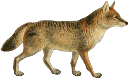 Dogs Jackals Wolves And Foxes Jackal Png Dogs Png