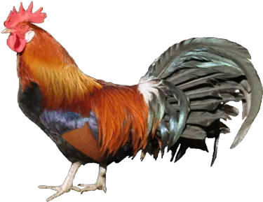 Country Chicken Png 2 Image Gallic Rooster Chicken Png