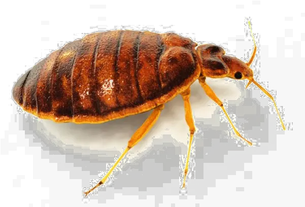 Bed Bug Png Image Background Bedbug Png Bugs Png