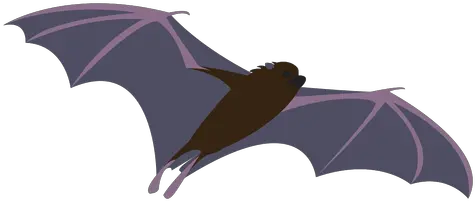 Transparent Png Svg Vector File Little Brown Myotis Fly Png