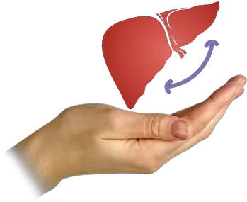 Best Liver Transplantation Hospitals In Illustration Png Liver Png