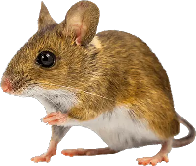 Mouse Png Photos Transparent Brown Mouse Mouse Png