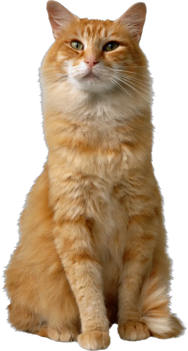 Cat Png Transparent Image For Free Download 44 Photo 4362 Orange Tabby Cat Png Cats Transparent