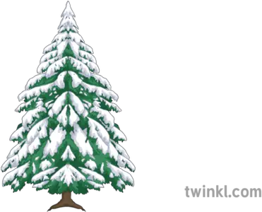 Alpine Tree Maths Snow Winter Secondary Illustration Twinkl Transparent Alpine Tree Png Snowy Trees Png