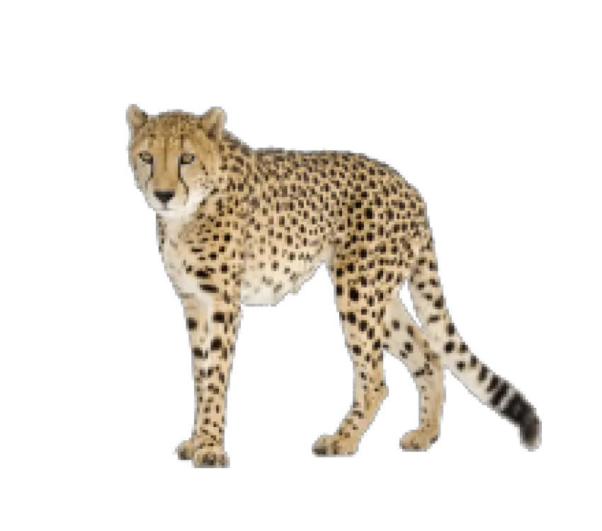 Download Black Tail Cheetah Png Image Cheetah Cheetah Png