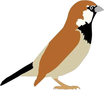 Sparrow Transparent Png Sparrow Clipart Png Sparrow Png