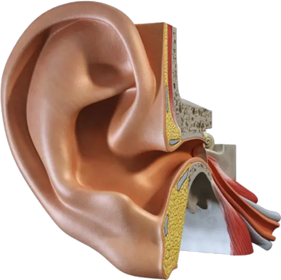 Ear Png Photo Handbag Ear Png