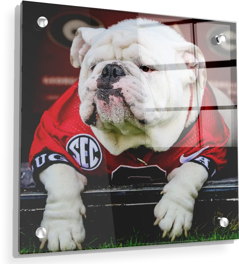 Georgia Bulldogs Uga Chillin University Of Georgia Png Uga Logo Png