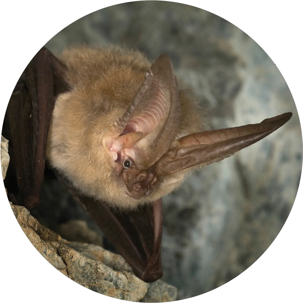 Why Bats Matter Big Eared Bat Png Bats Transparent