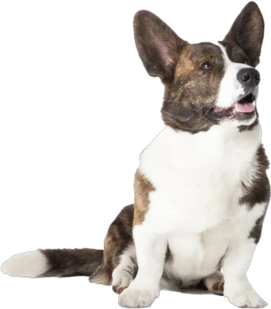 Download Cardigan Welsh Corgi Pricing Cardigan Dog With Woman Selfie Png Corgi Png