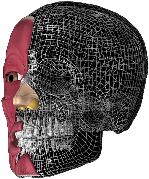 Skull 3d Anatomy Skull Png 3d Skull Png