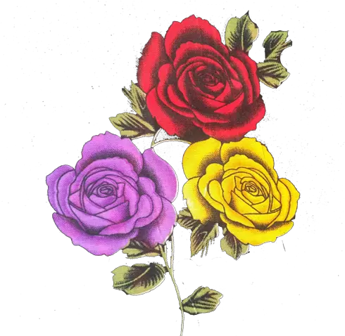 Red Yellow Purple Rose Heartpngcom Png Yellow Roses Png