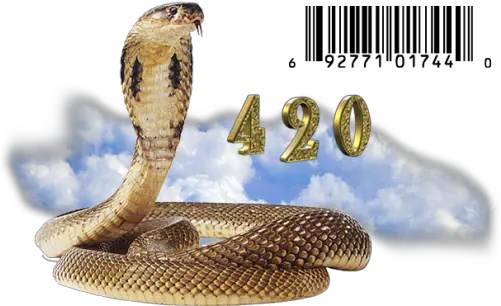 Download Hd Nafubi Snake Transparent Png Kobra Transparent Snake Images Transparent Background Snake Transparent