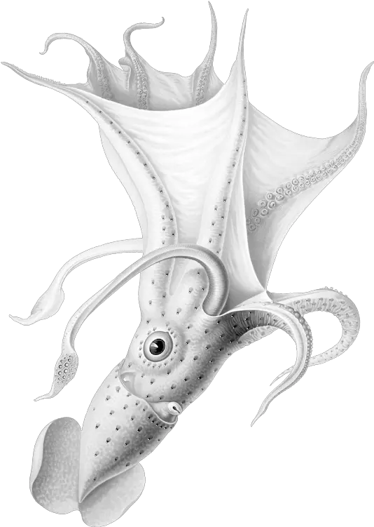 The Sentinel Sf Png Squid Png