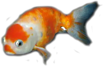 Blog Goldfish Png Goldfish Transparent