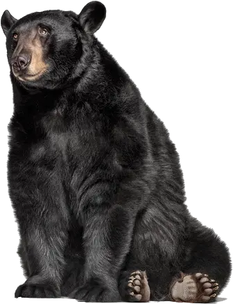 Oso Negro Psd Official Psds Black Bear Png Oso Png