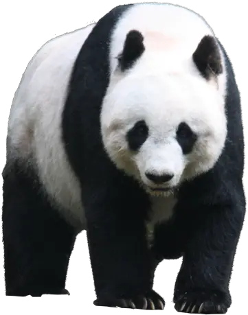 Panda Png Picture Web Icons Giant Panda Png Fur Png