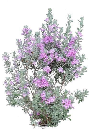 Download Heavenly Cloud Sage Transparent Purple Pampas Tree Mallow Png Sage Png