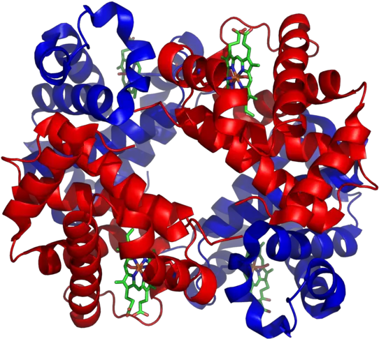 Non Enzymatic Protein Function 2 Non Enzymatic Protein Protein With Alpha Helix And Beta Sheet Png Dead Cells Icon