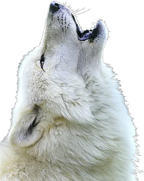 Wolf Face Png White Wolf Howling Wolf Face Png