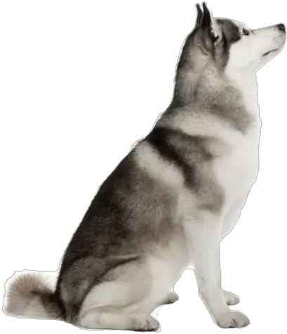 Dog Sitting Looking Up Png Image Akita Inu Dog Sitting Png