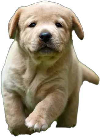 Labrador Retriever Png Transparent Images All Dog Breed In Australia Cute Puppy Png