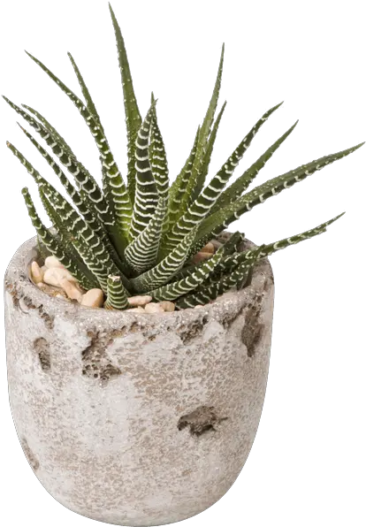 Download Succulent Pot Flowerpot Png Succulent Transparent Background