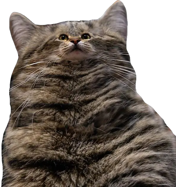 Download Hd Cat Fatcat Tinyface Funny Transparent Fat Cat Png Funny Cat Png