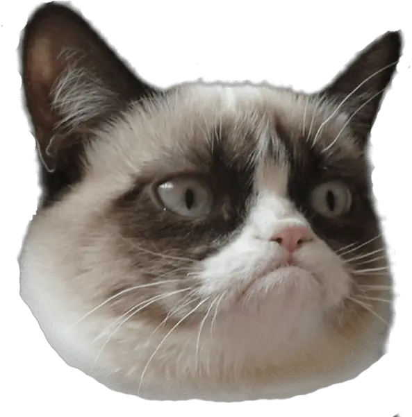 Grumpy Cat Head Right Transparent Png Stickpng Grumpy Cat Png Cat With Transparent Background