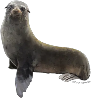 Fur Seal Northern Fur Seal Png Seal Png