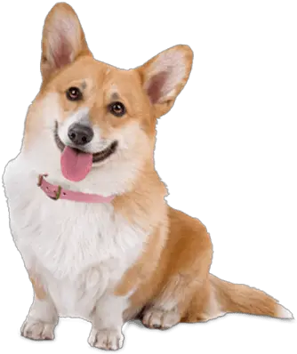 Cute Corgi Dog Transparent Png Corgis Born Without Tails Cute Dog Png