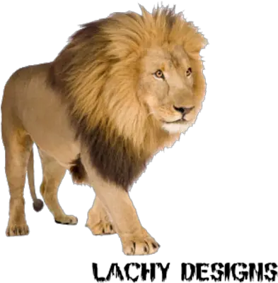 13 Lion Face Psd Images Free Lion Head Lion Head Cut Out Lion With 4 Legs Png Lion Roaring Icon