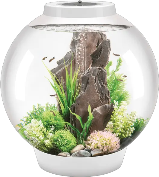 Biorb Classic 4 Gallon Biorb Aquarium Png Fish Bowl Png