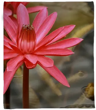 Plush Blanket Detail Of Red Water Lily Pixersus Water Lily Png Water Lily Icon