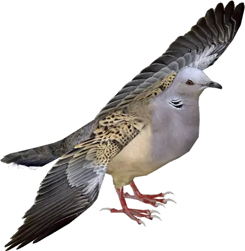 Turtle Dove Png Free European Turtle Dove Png Doves Png