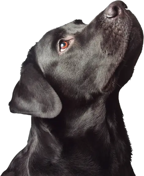 Download Cabeza Perro Labrador Looking Up Png Black Lab Png