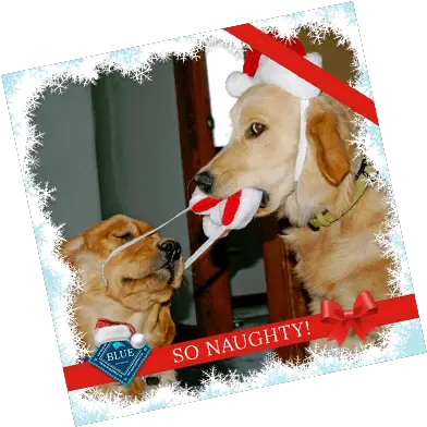 Download Naughty Or Nice Golden Retriever Png Image With Golden Retriever Golden Retriever Png