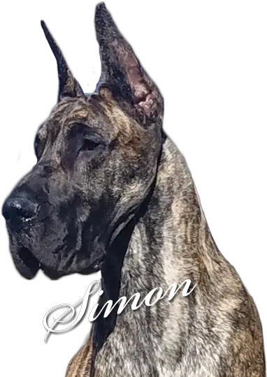 Moonriver Great Danes Simon Great Dane Png Great Dane Png