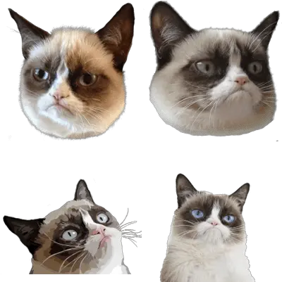 Grumpy Cat Transparent Png Images Stickpng Cat Head Transparent Angry Cat Png