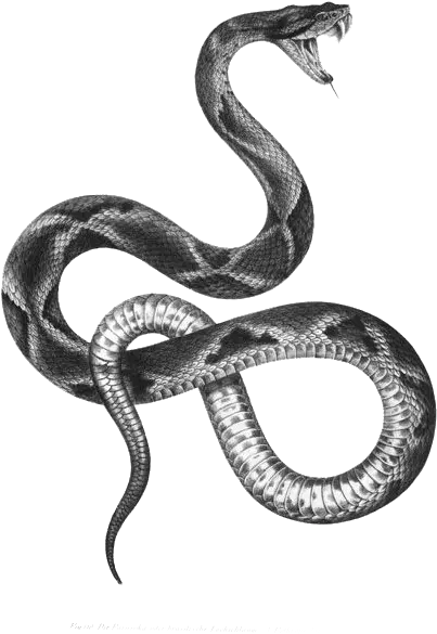 The Snakes Of Australia Tattoo Artist Vintage Snake Illustration Png Black Snake Png