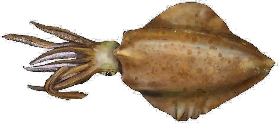 Download Squid Png Image Sa Squid Squid Png