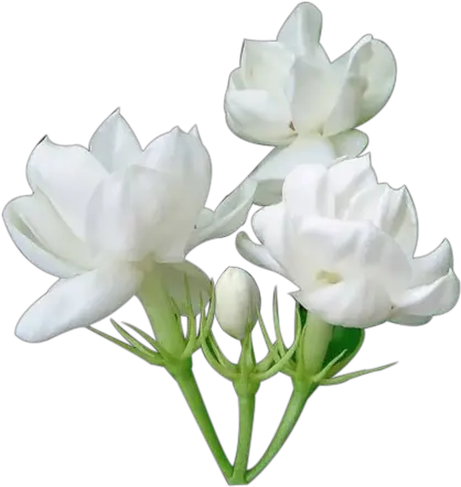 Jasmine Flower Png Images Free Download Single Jasmine Flower Png Flowers Png