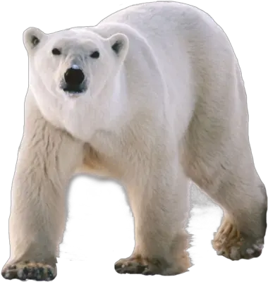 Download Free Png White Polarbackgroundbeartransparent Transparent Polar Bear Png Bear Transparent