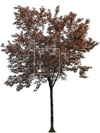 Young Tree With Red And Purple Leaves Immediate Entourage Pond Pine Png Red Tree Png