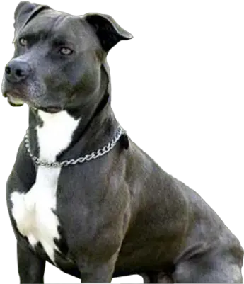 Pitbull Puppy Png Psd Detail Staffordshire Pit Bull Terrier Pitbull Png