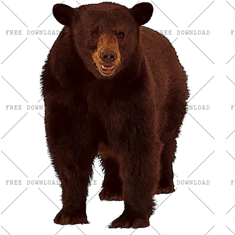 Png Image With Transparent Background Animals Ending In X Grizzly Bear Png