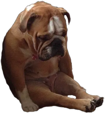 Sad Dog Today Has Been Ruff Dog Meme Hd Png Download Fell Asleep Sitting Up Sad Dog Png