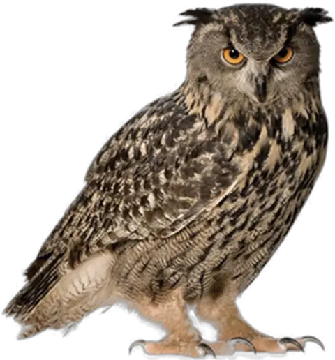 Owl Png Hd 5 Png 6652 Free Png Images Starpng Owl Png Owl Png