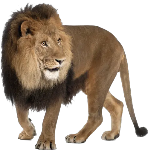 Animal Lion Png 42298 Free Icons And Png Backgrounds Lion Images Hd Png Lion Png